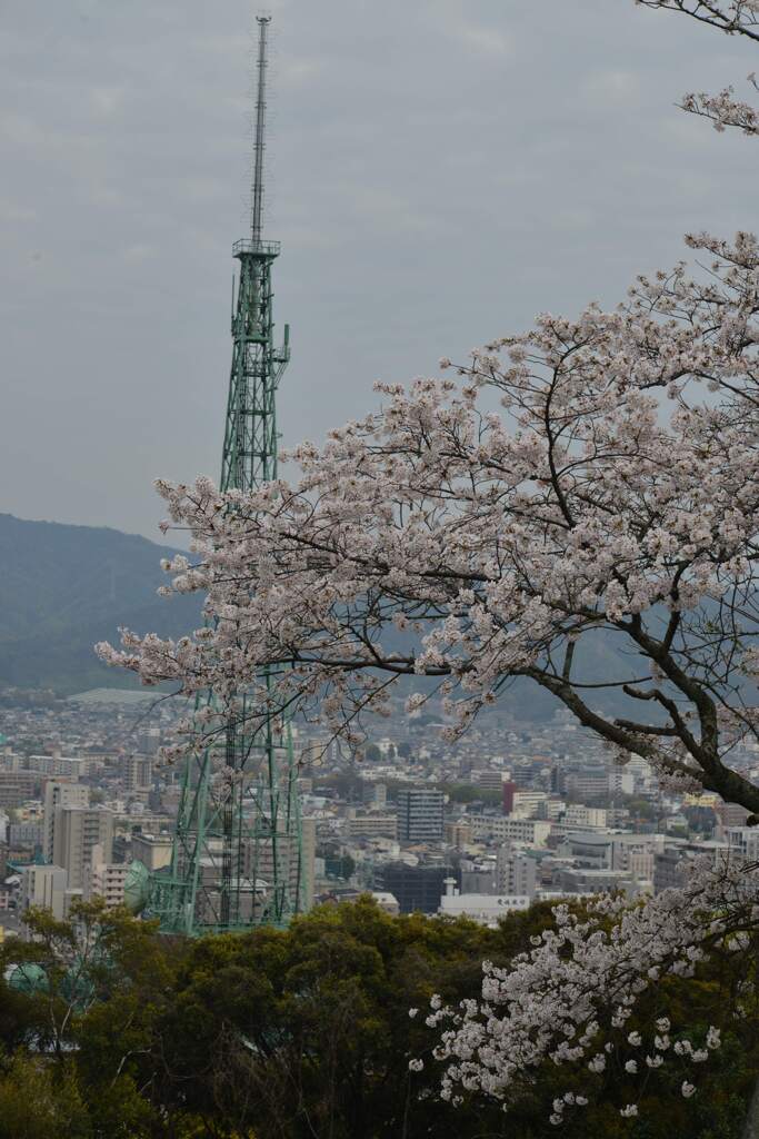 松山城．．百花繚乱　④。。。！