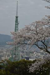松山城．．百花繚乱　④。。。！