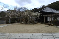 うば桜．．春が来た　①。。。！