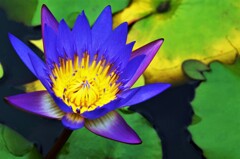 モネ．．幻想花　①。。。！