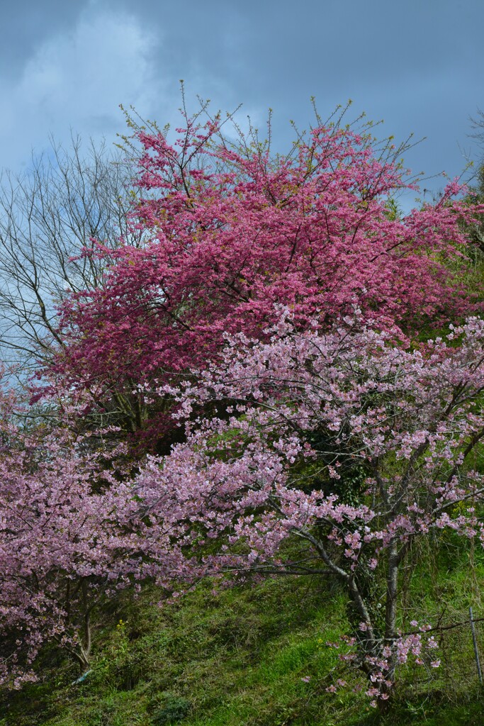 駐車場に春が来た　⑤。。。！