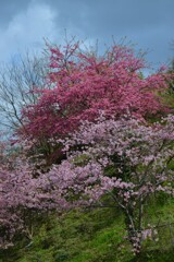 駐車場に春が来た　⑤。。。！