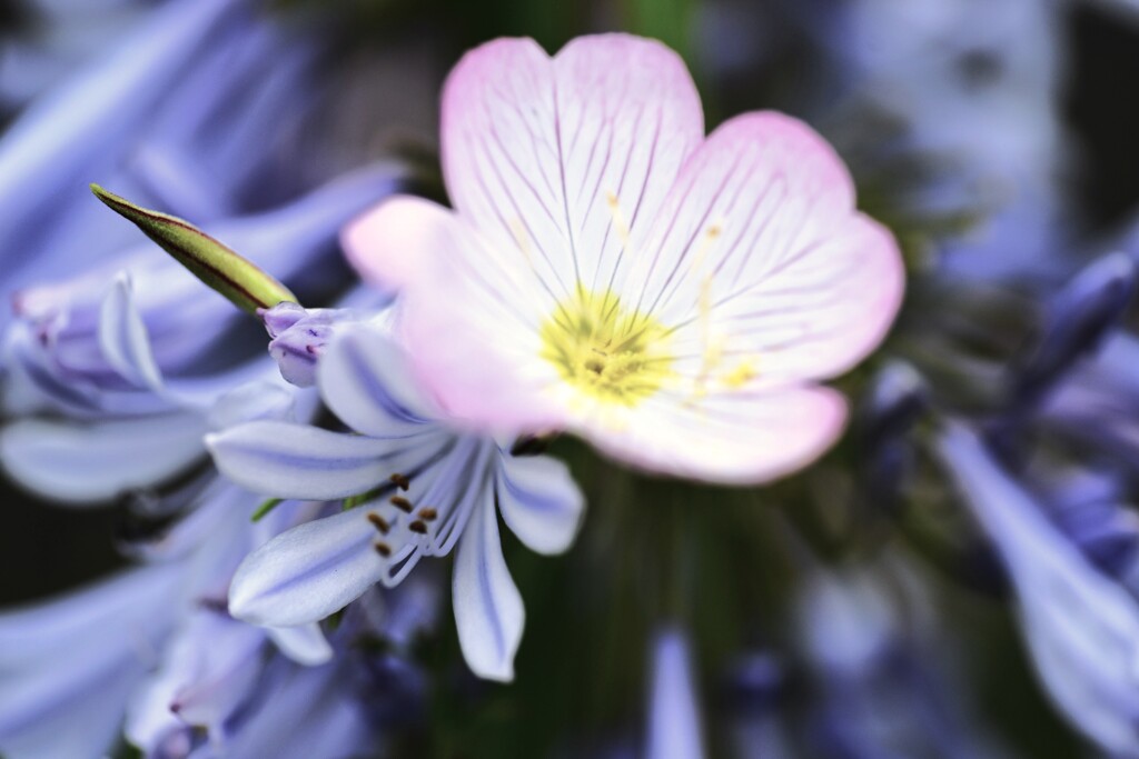 ラッパ吹きの恋　④。。。！