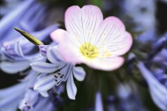 ラッパ吹きの恋　④。。。！