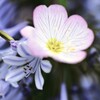 ラッパ吹きの恋　④。。。！