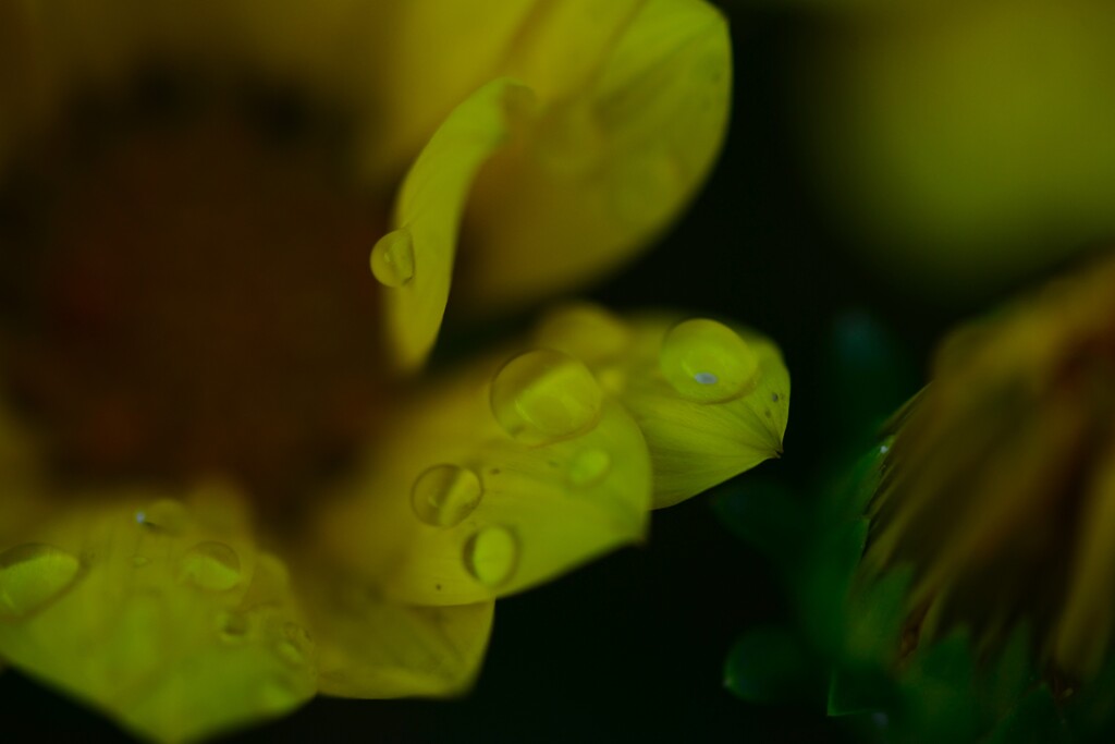 雨粒を纏って　⑥。。。！