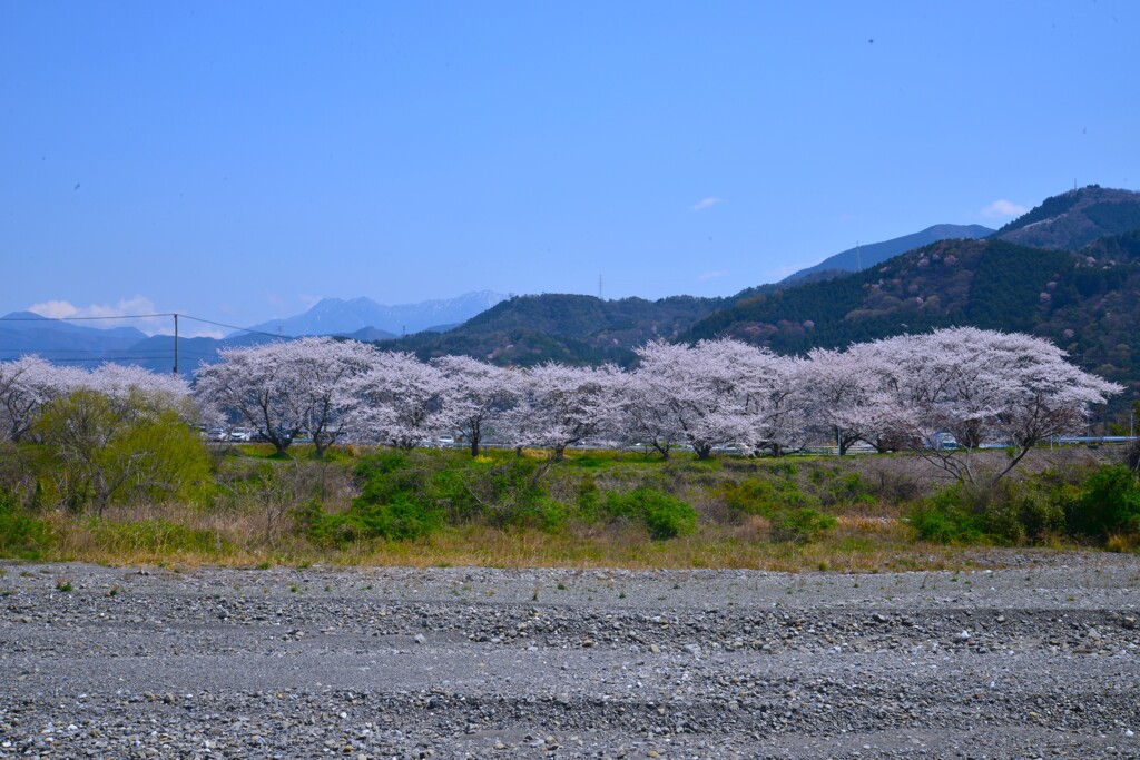 故郷…　山河　…春　①。。。！