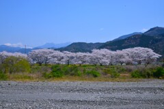 故郷…　山河　…春　①。。。！