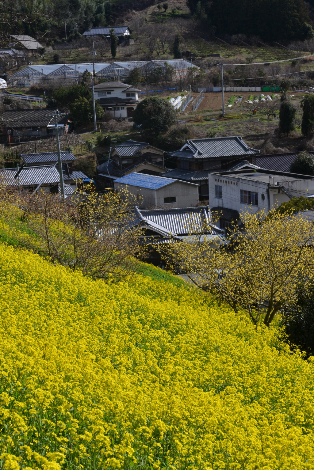 春爛漫．．黄色い丘　⑥。。。！
