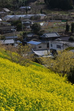 春爛漫．．黄色い丘　⑥。。。！
