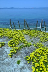 青い海と黄色い絨毯　②。。。！