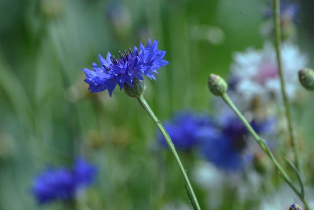 名も無き花　①。。。！