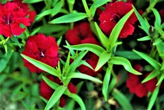 春の花友達　②。。。！