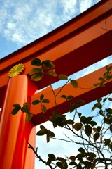 もうすぐ椿さん　➁。。。！