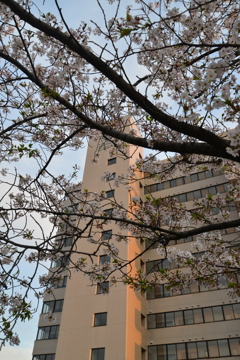 さくら宅急便　➂。。。！