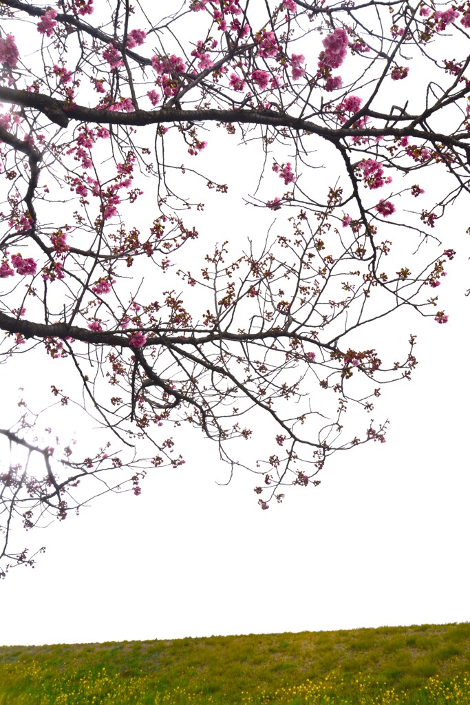 陽光桜．．願いを込めて　➁。。。！