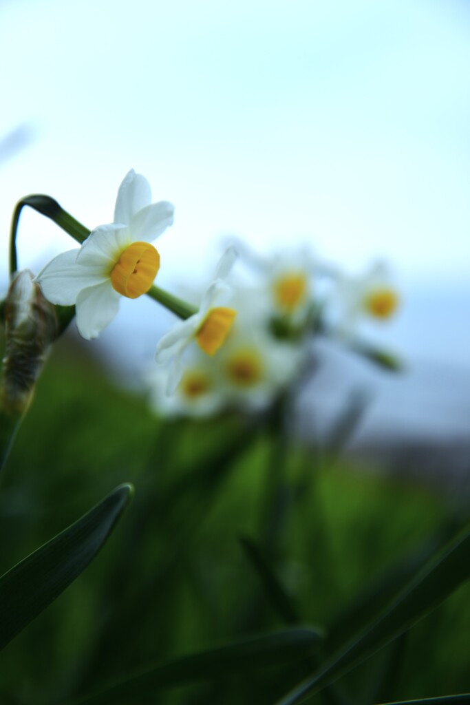 清らかな白水仙　①。。。！