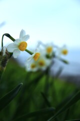 清らかな白水仙　①。。。！