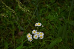 野に咲く花のように。。。！