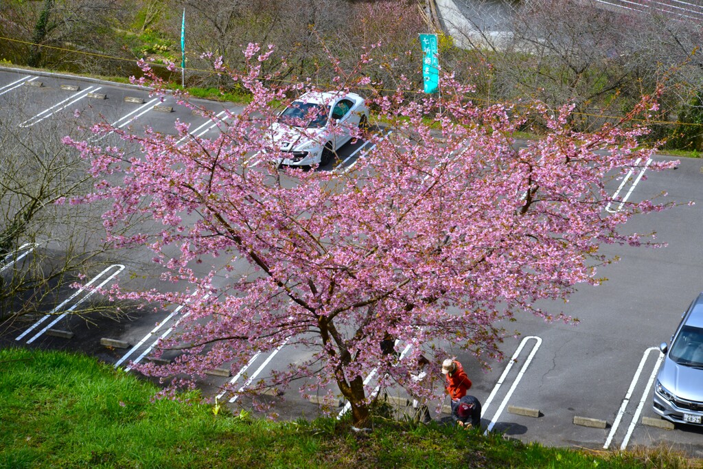 駐車場に春が来た　①。。。！