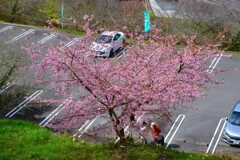駐車場に春が来た　①。。。！