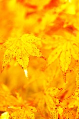 Red & yellow　➂。。。！