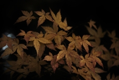 夜にまぎれて。。。！