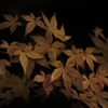 夜にまぎれて。。。！