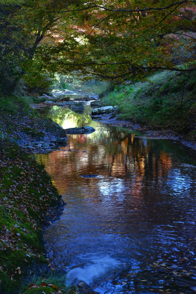 谷間の紅葉　②。。。！