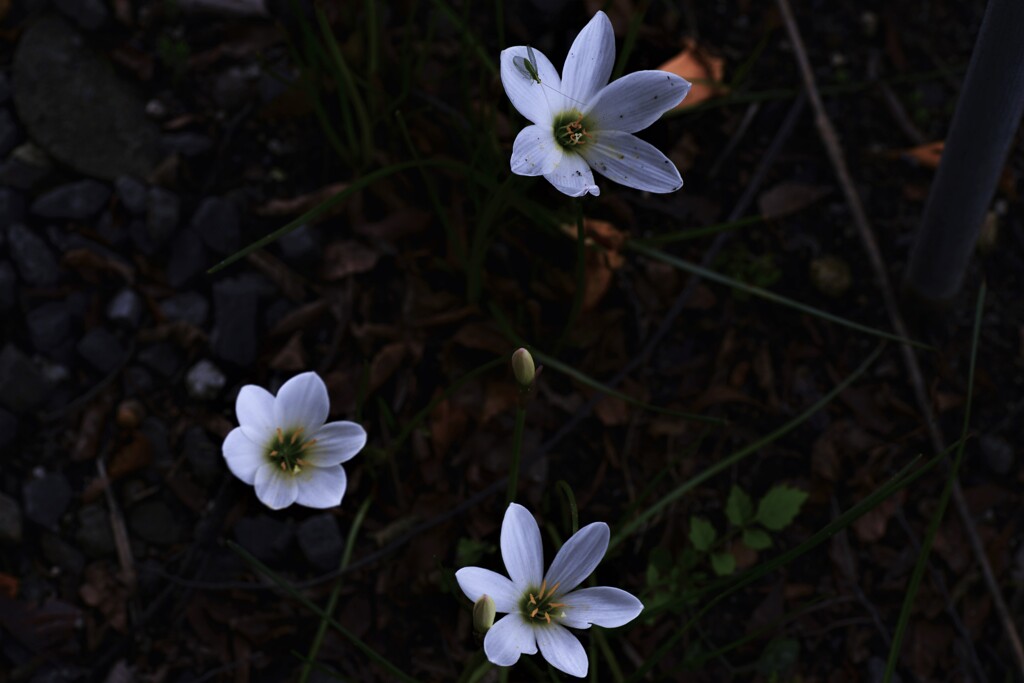 荒れ地の華歌。。。！