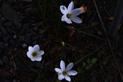 荒れ地の華歌。。。！