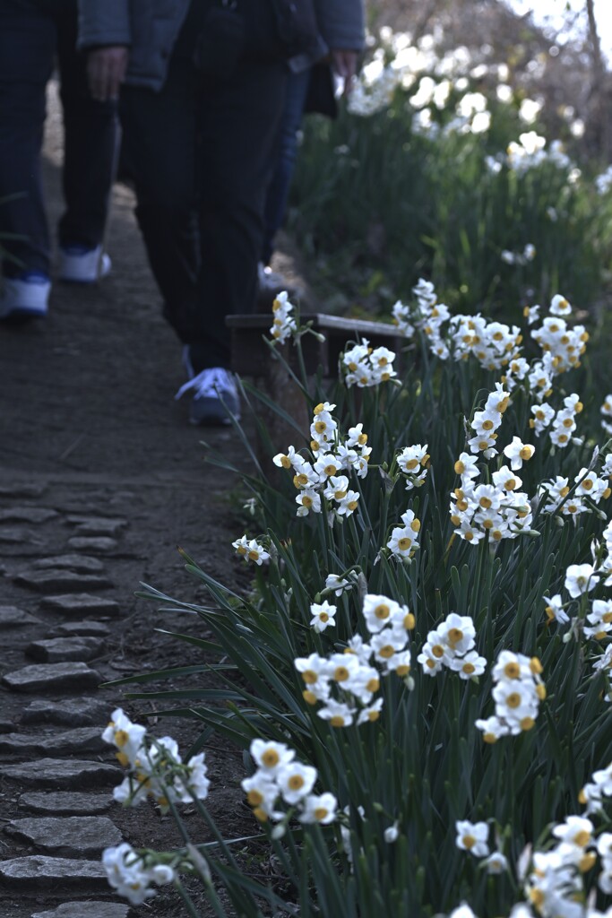 カメラ女子と水仙の丘　②。。。！