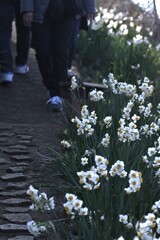 カメラ女子と水仙の丘　②。。。！