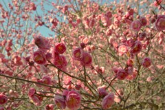 降りそそぐ春　。。。！