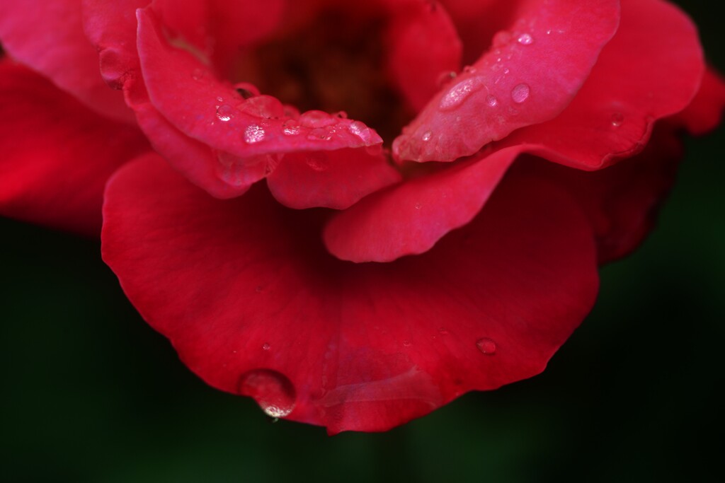 秋雨に濡れて咲く　②。。。！