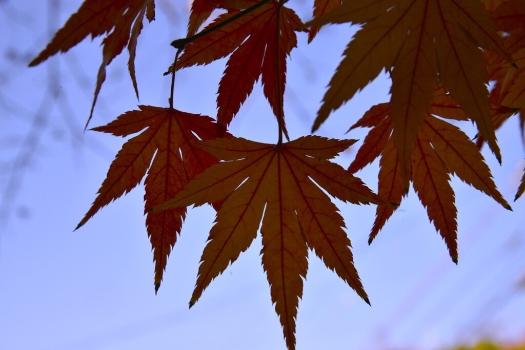 red　&　yellow。。。！