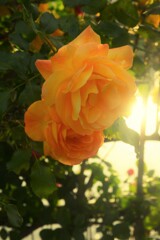 薔薇に埋もれる家　⑤。。。！