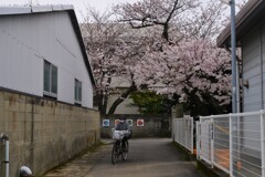 裏路地に咲く　⑤。。。！