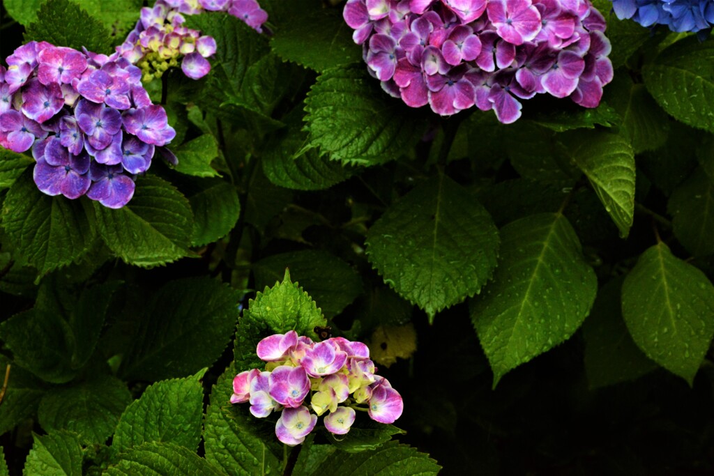 紫陽花の詩。。。！