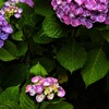 紫陽花の詩。。。！