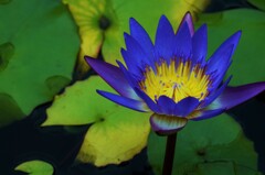 モネ．．幻想花　②。。。！