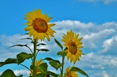 23ｓ夏が来る　⑥。。。！