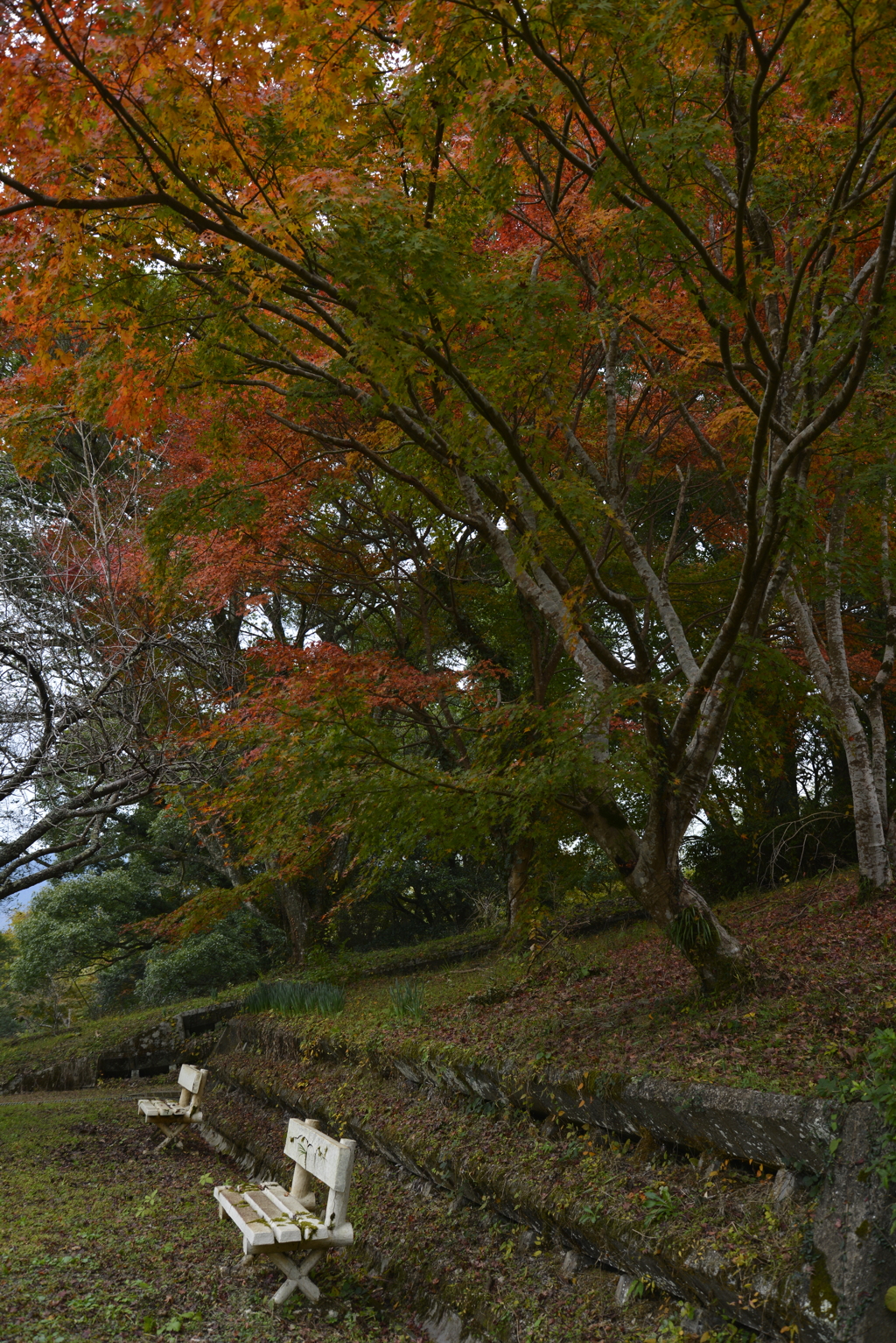 秋色ベンチ。。。！