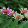 夏花彩色　①。。。！