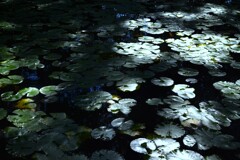 朝の光と影　。。。！