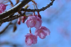 野間の河津桜　④。。。！