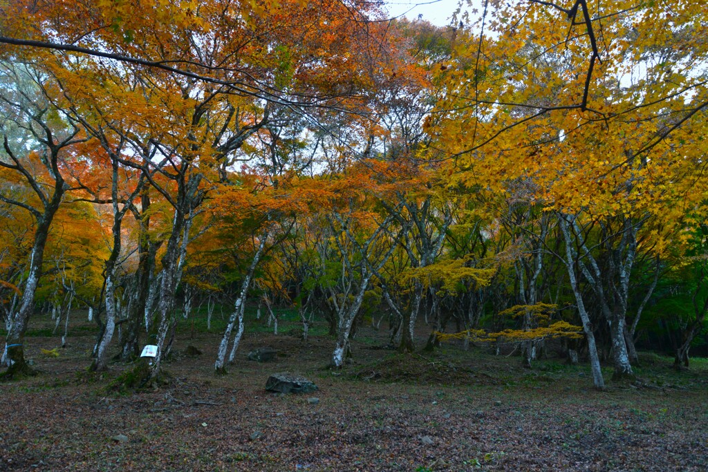 秋止符　。。。！