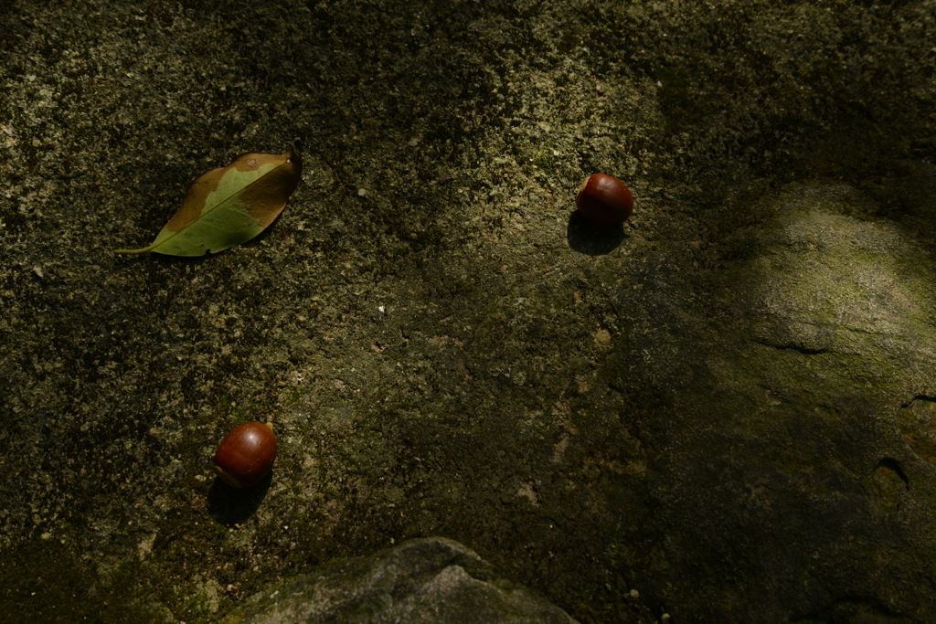 秋への誘い。。。！