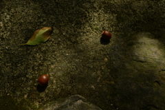 秋への誘い。。。！