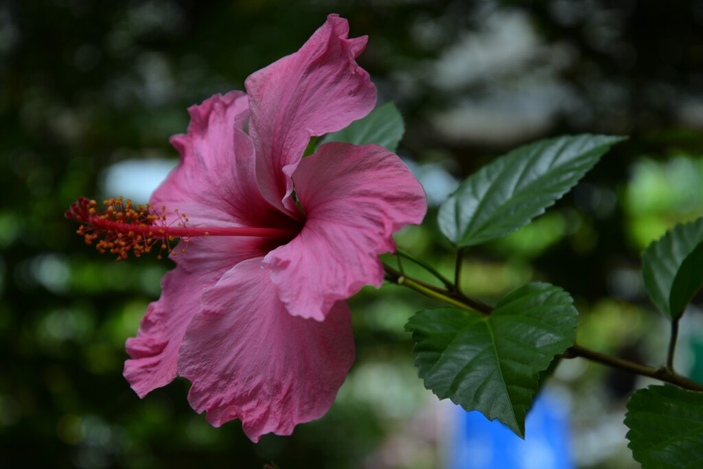 南国育ち　➂。。。！